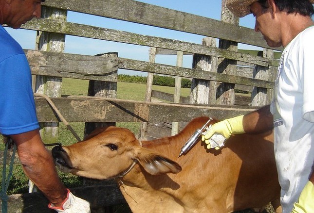 Novos casos de raiva em equinos e bovinos coloca em alerta autoridades de sanidade animal