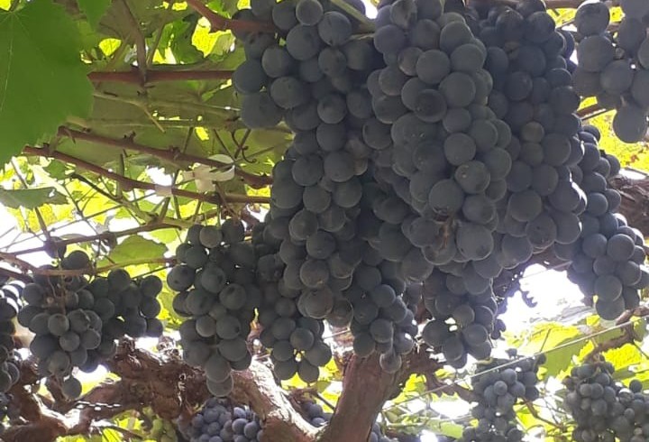 Uva "BRS Carmem" nova cultivar de uva tardia para suco.