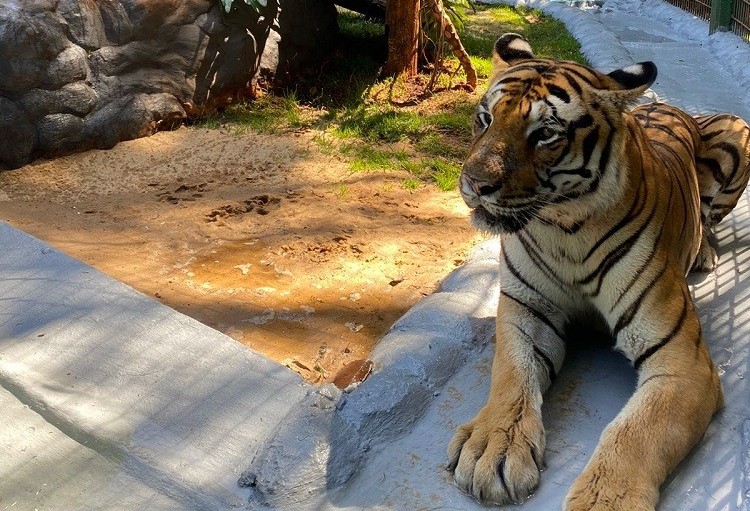 Tigre Hu ganha novo espaço no Zoo de Cascavel 