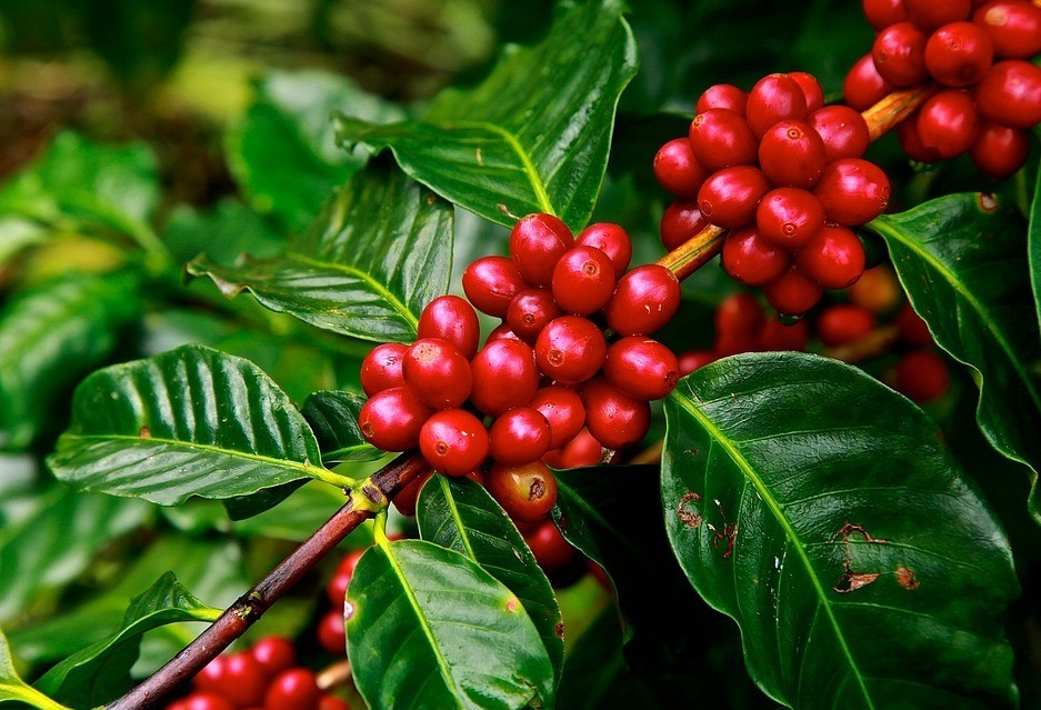 Brasil segue em 1º na produção de café no mundo