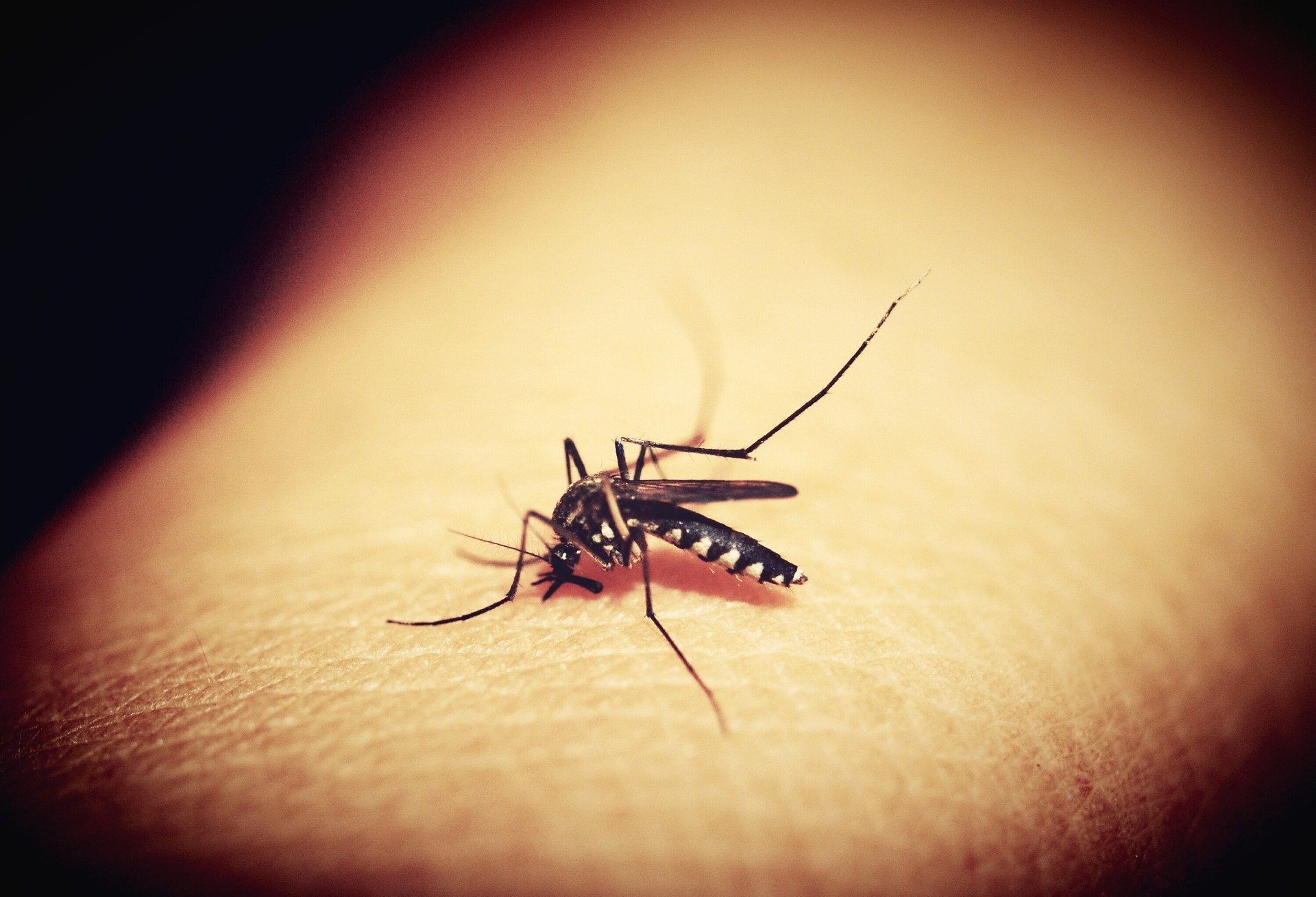 Cascavel chega a 1.142 casos confirmados de dengue