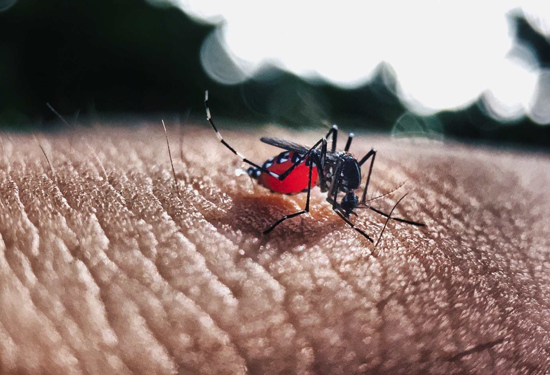 Bairro Coqueiral apresenta maior número de casos de dengue 