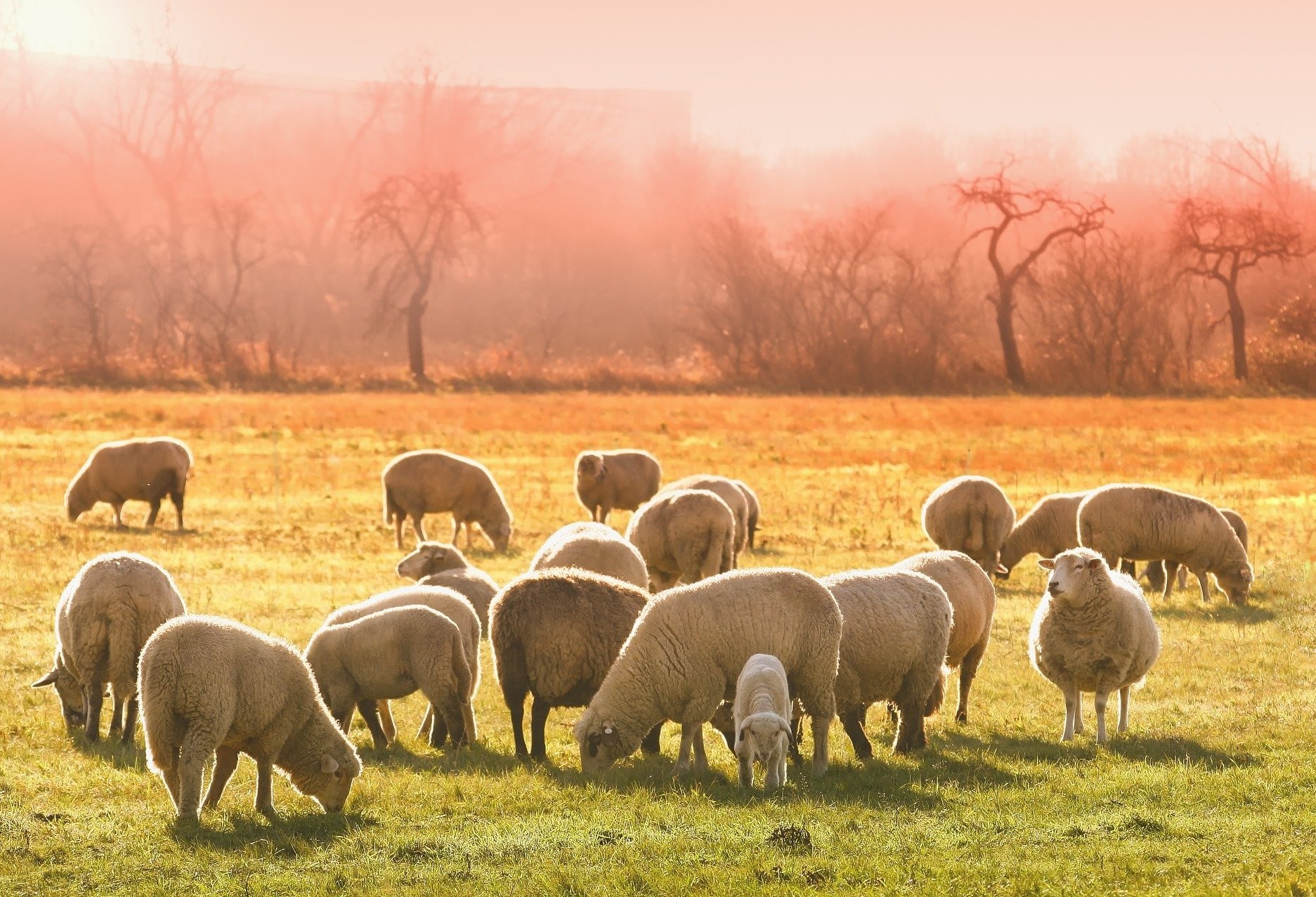 Preço de carne ovina não acompanha alta de outras espécies